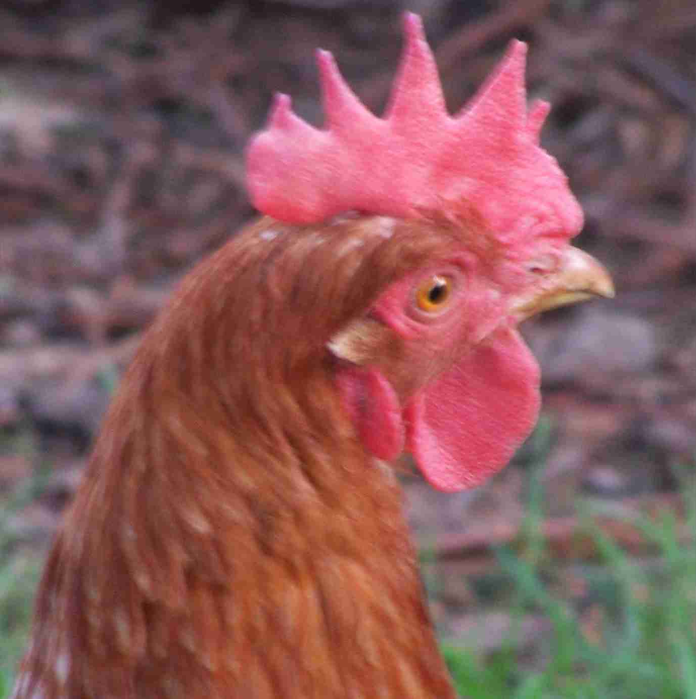 worried_hen.jpg